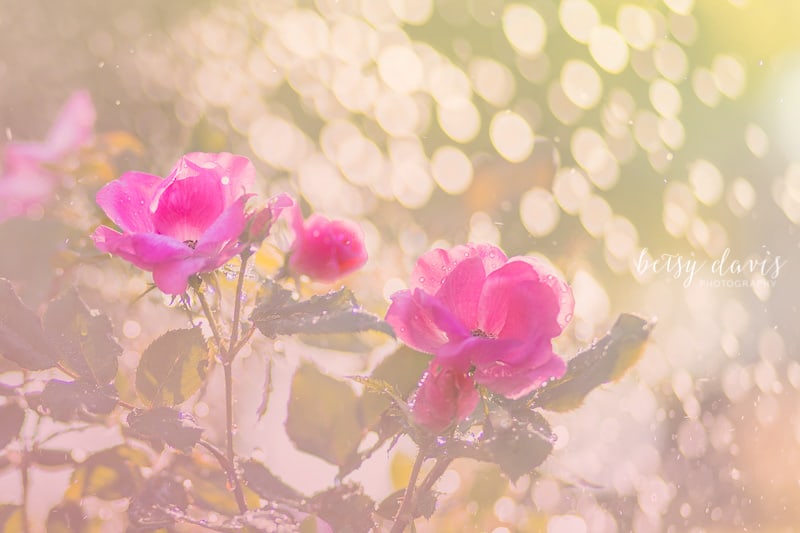 pink flowers with bokeh