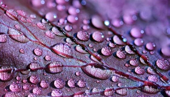Close Up Photograph of Water Droplets