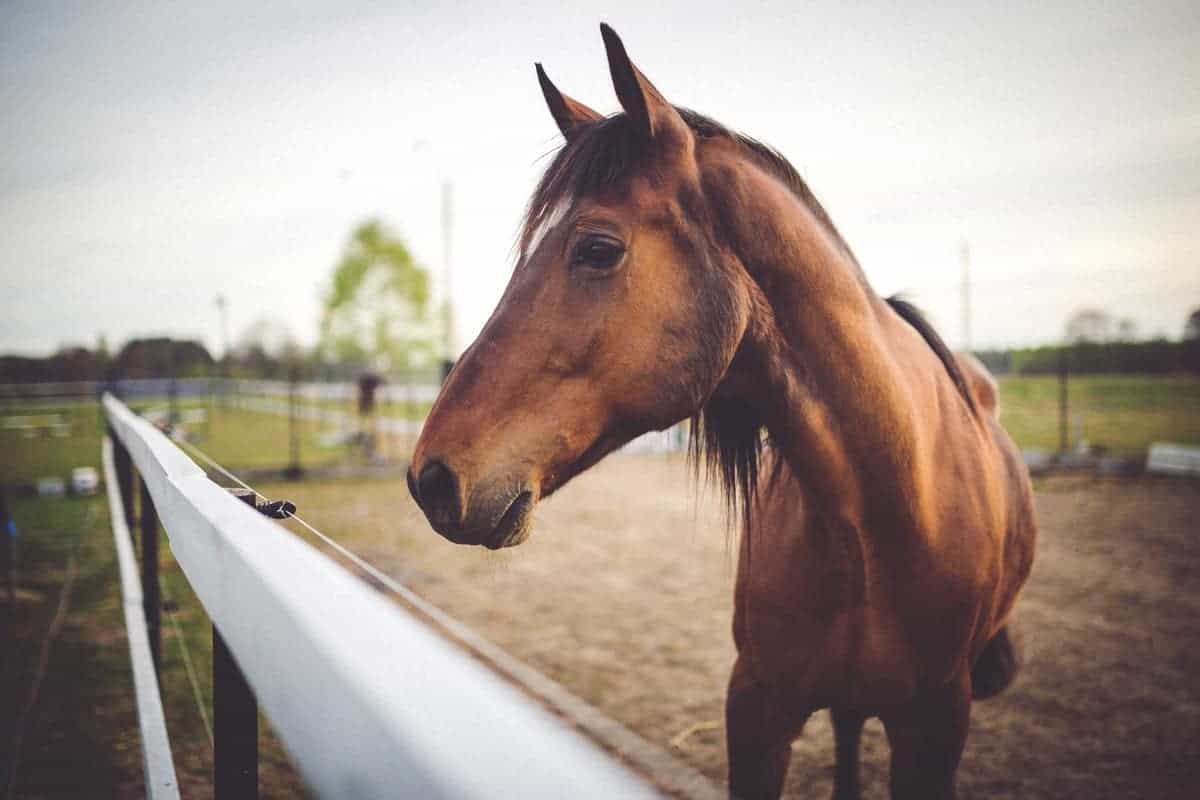 horse photography 101