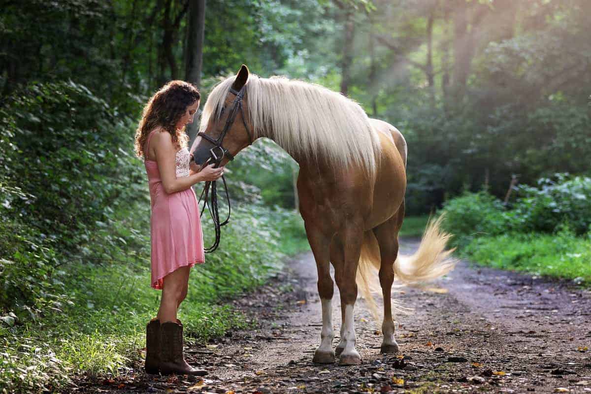 horses photography