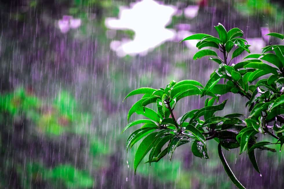 plant in the rain