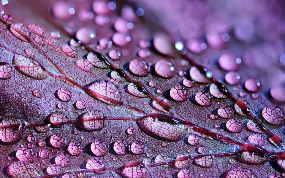 purple leaf with water droplets