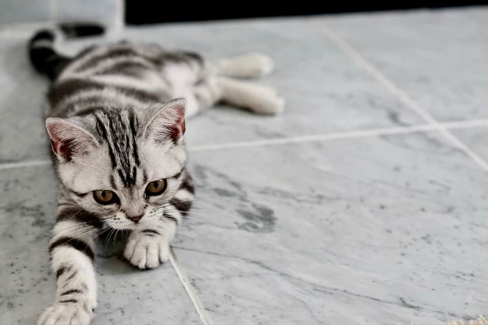 black and white cat on tile floor