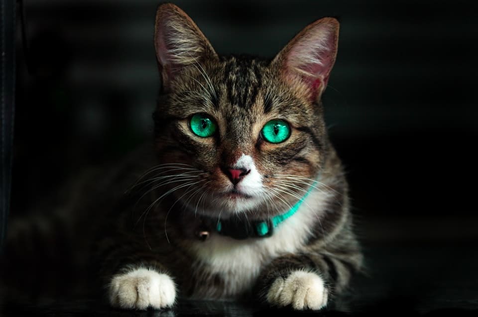 cat with intense green eyes