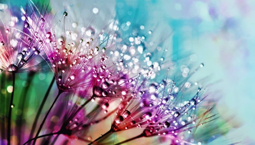 brightly colored flowers with rain drops