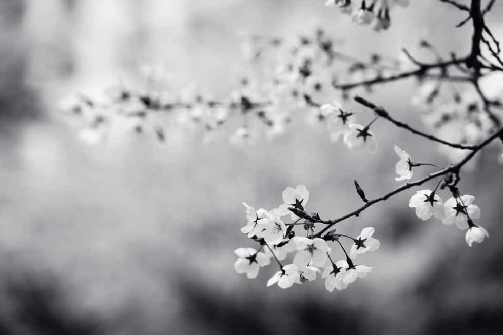 Black and white flowers on tree