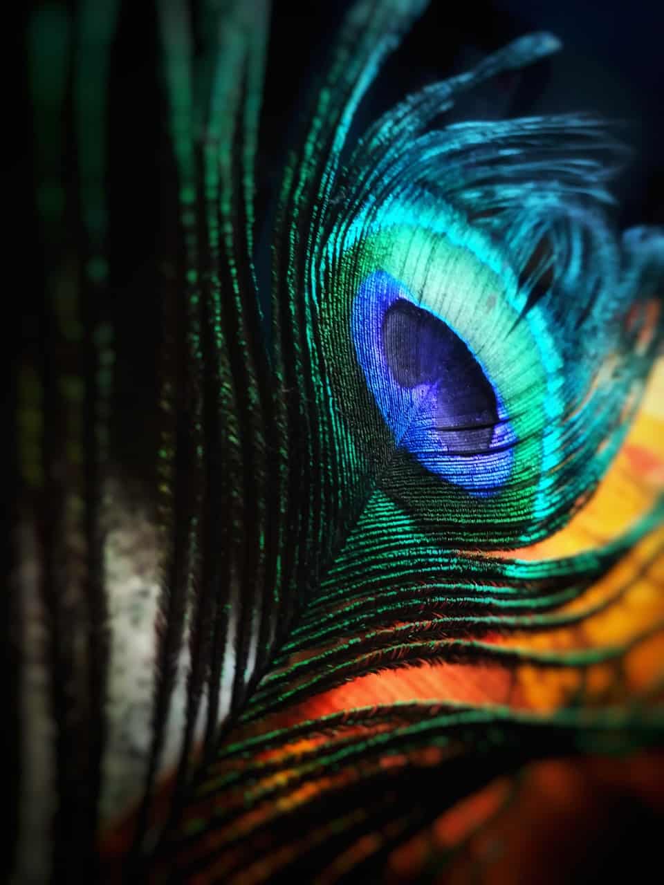colorful peacock feather