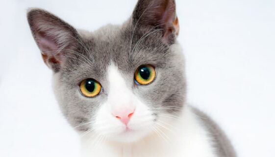 grey and white cat with yellow eyes