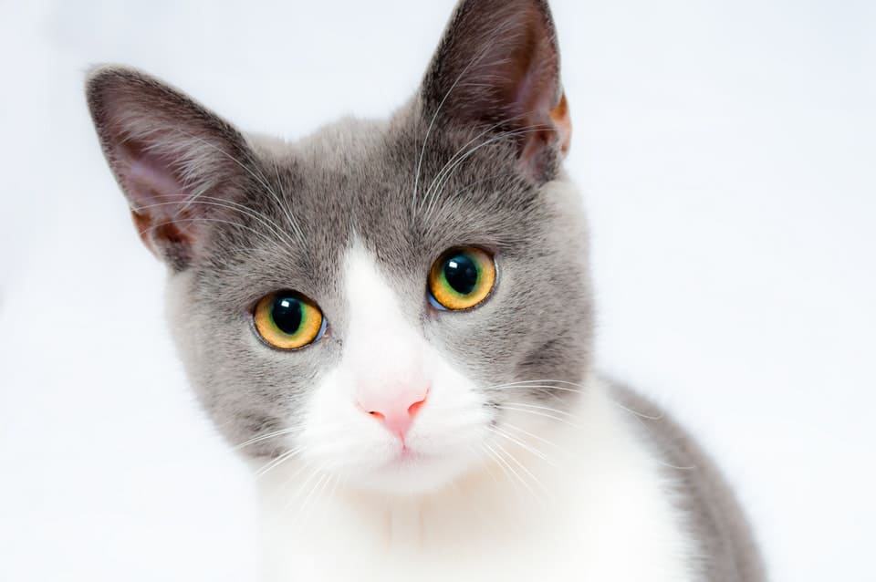 grey and white cat with yellow eyes