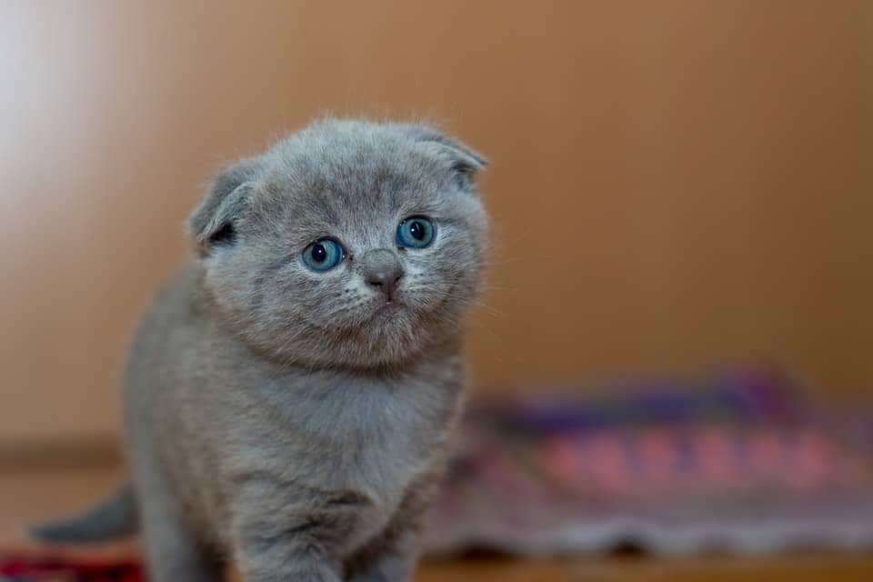 small gray cat with blue eyes