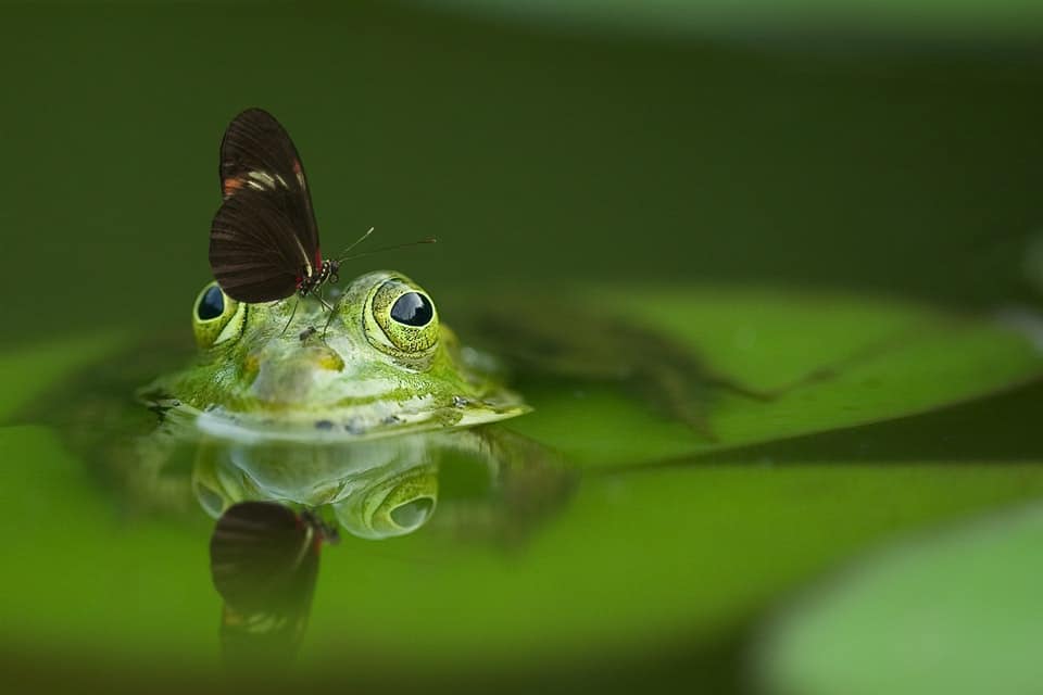 frog with a butterfly on it's head