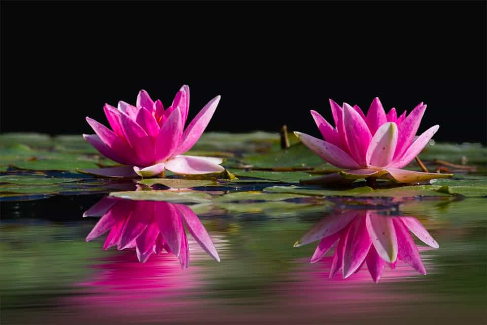 pink lotus flowers floating on water