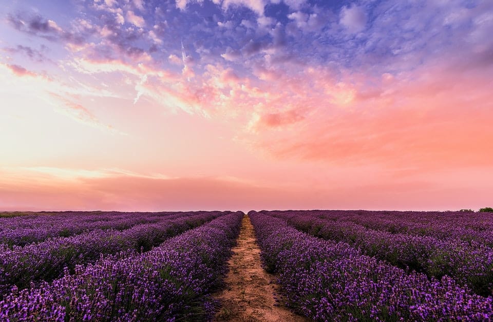 purple lavender field with pink sunset