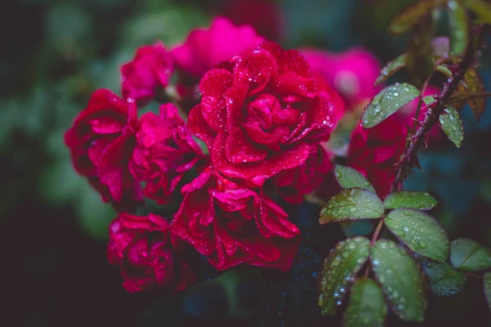 red roses with dew