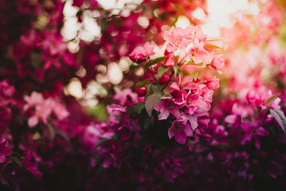 pink flowers with sun 