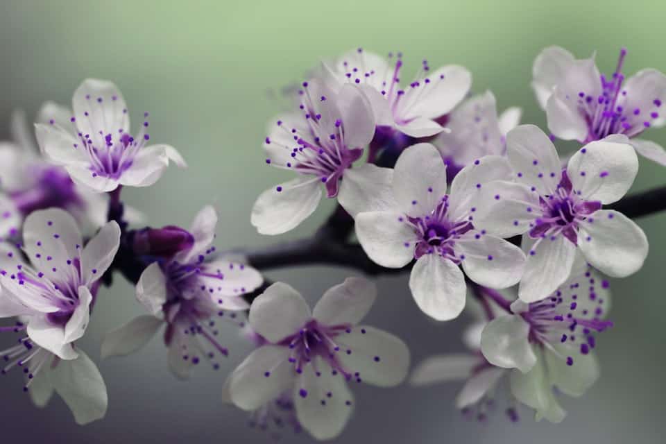 white flowers with purple accents