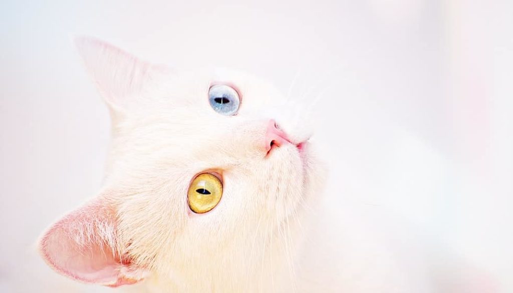 white cat with one yellow eye and one blue eye