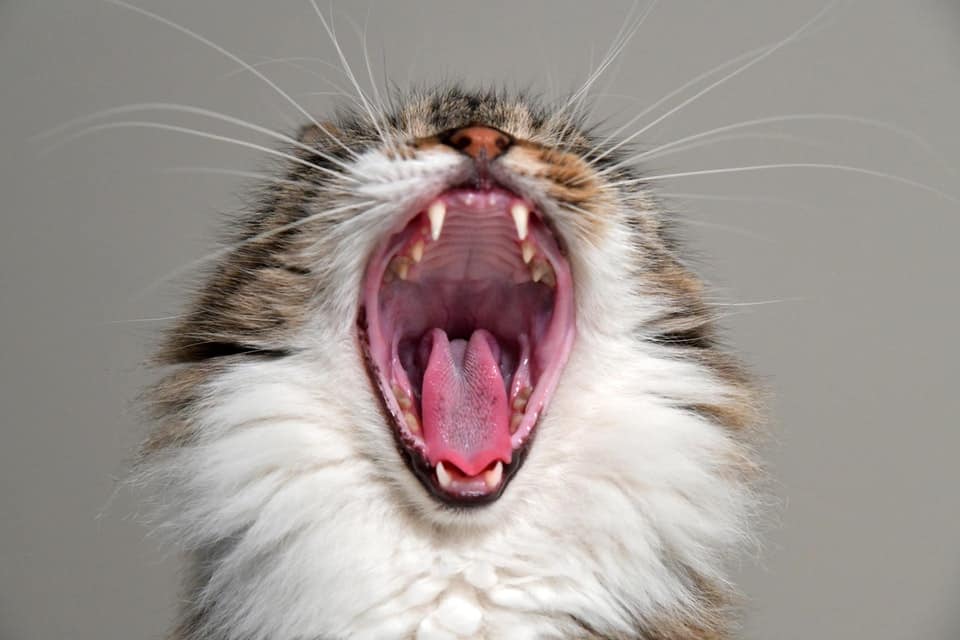 cat with mouth open