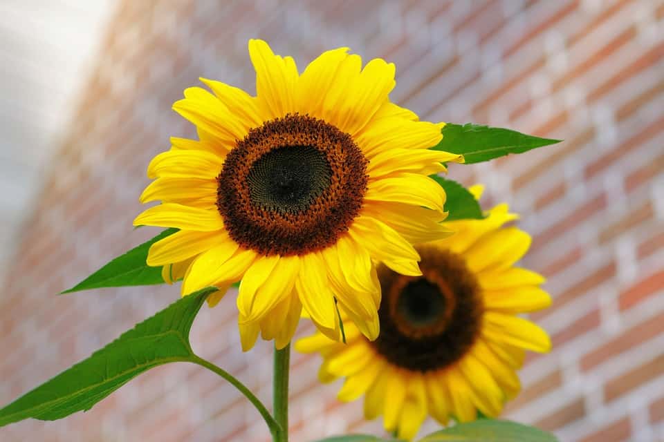 two bright sunflowers