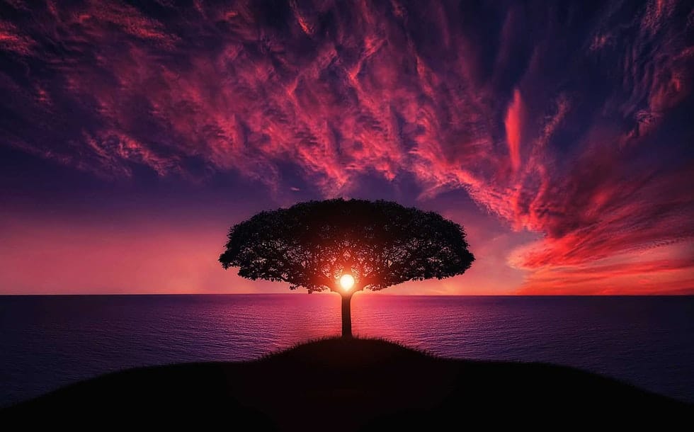 silhouette of tree in pink sunset