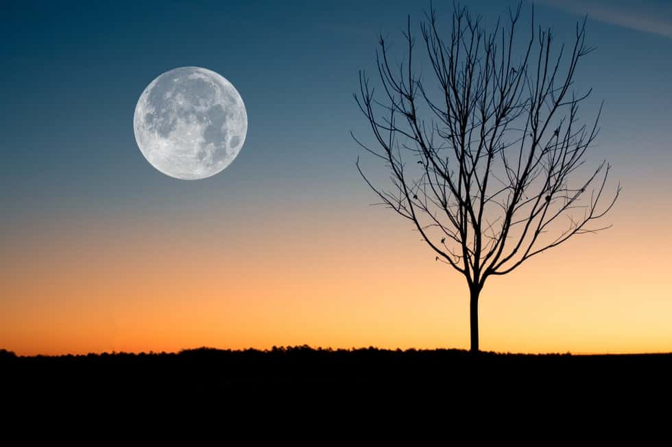 small tree with moon in background