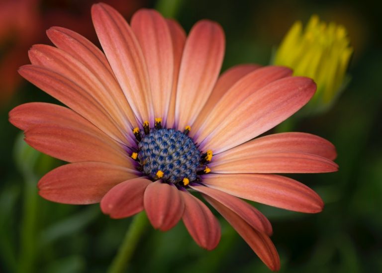 Beginner Guide to Focus Stacking For Tack Sharp Photos