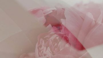layered photo of pink flower