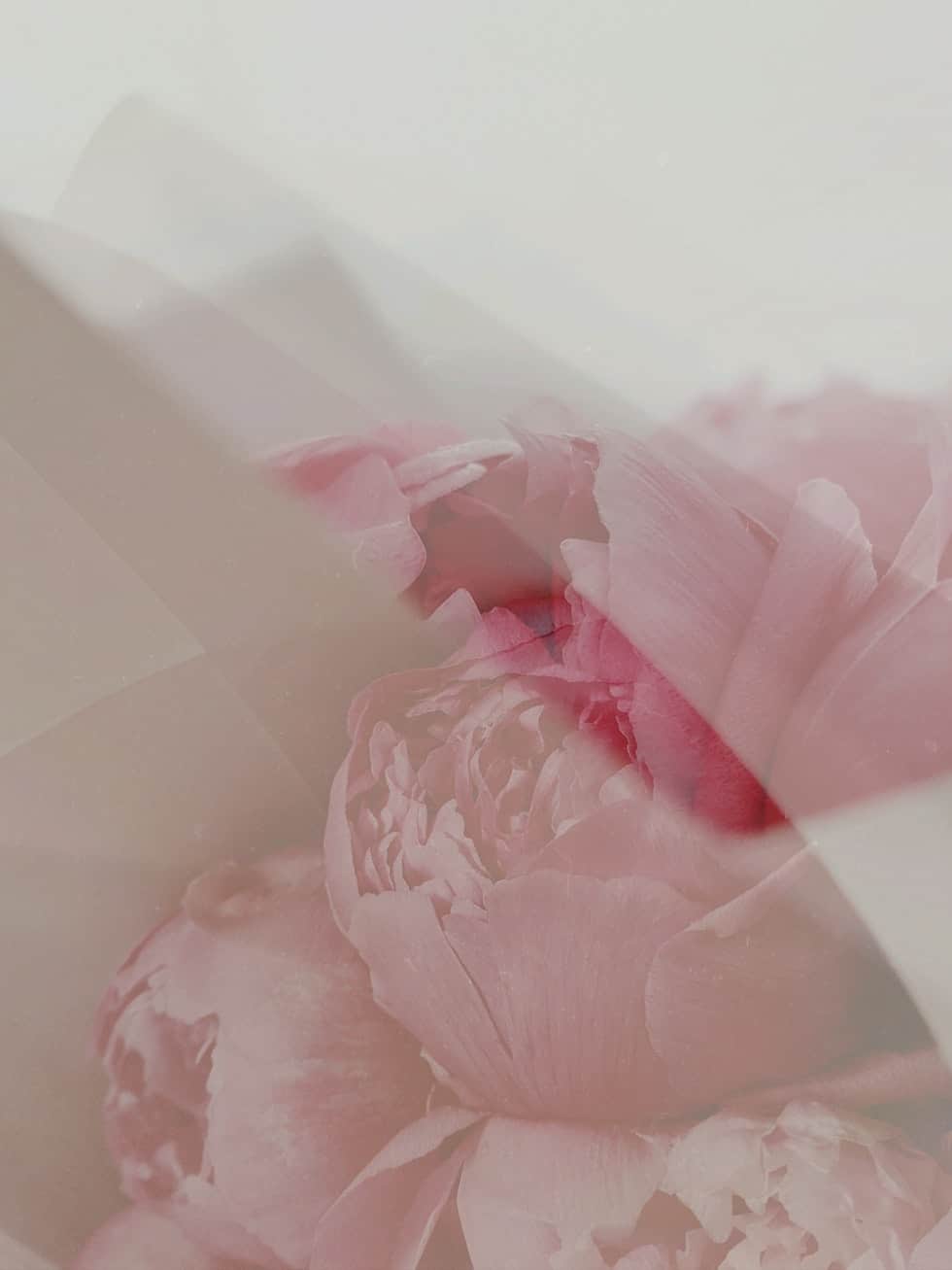 layered photo of pink flower
