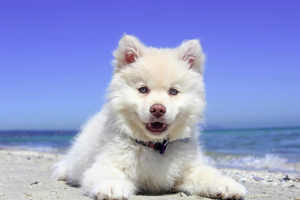white dog in front of beach
