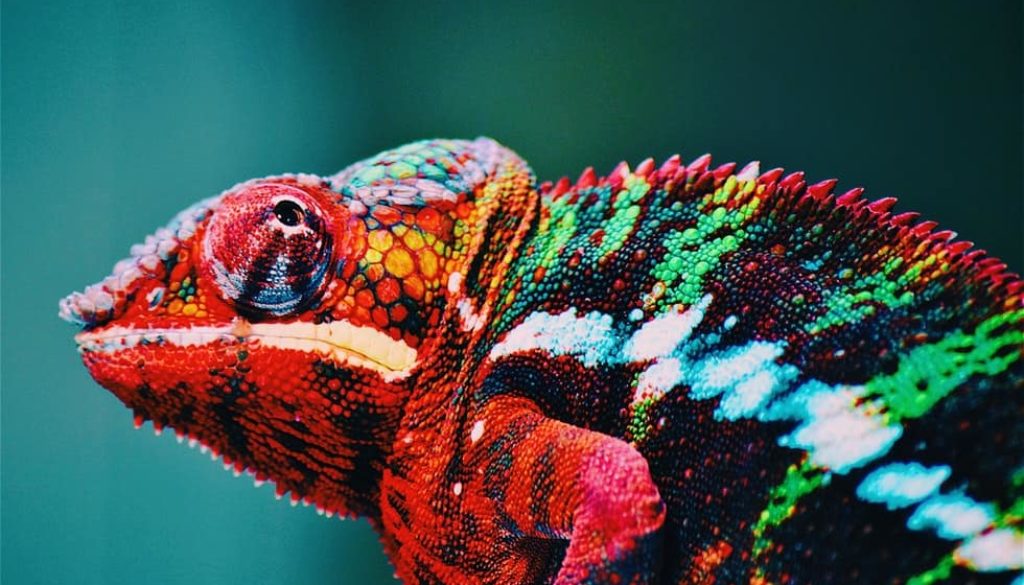 colorful lizard