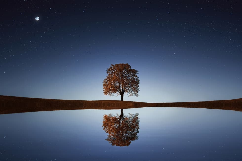 tree mirrored in water