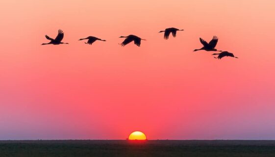 birds in pink sunset