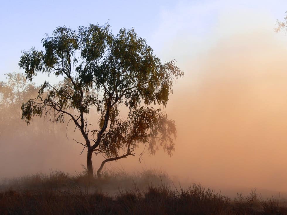 tree in a dust storm