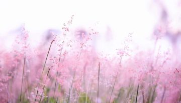 pink flowers in field