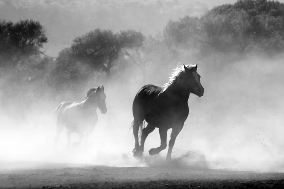 black and white image of horses running