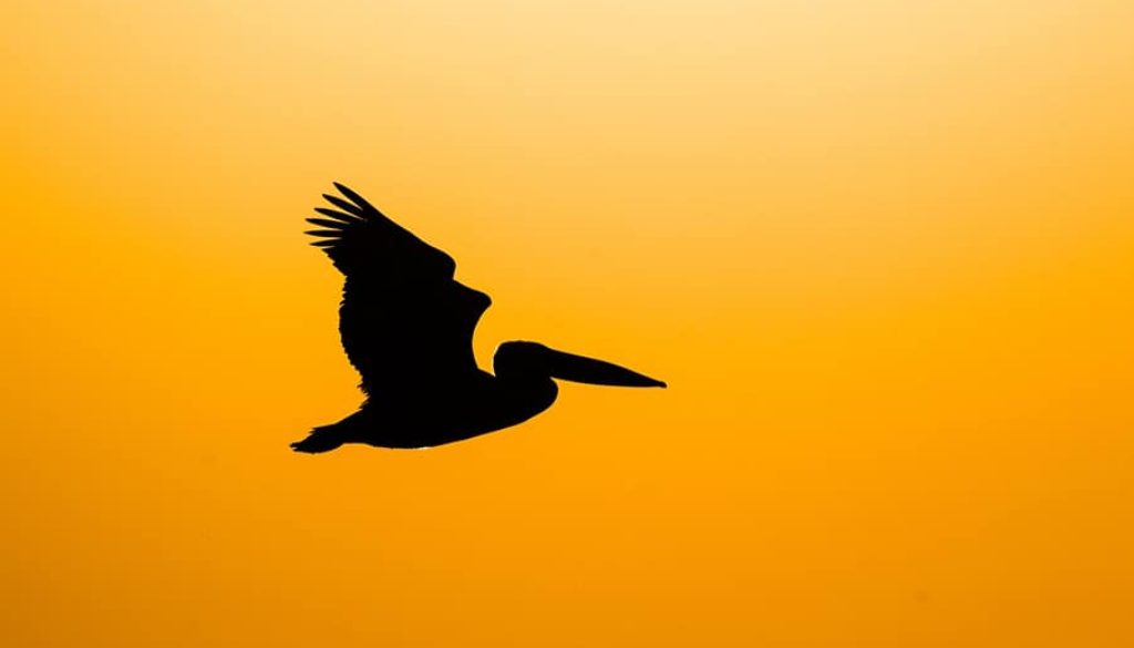 How to Photograph Birds in Flight