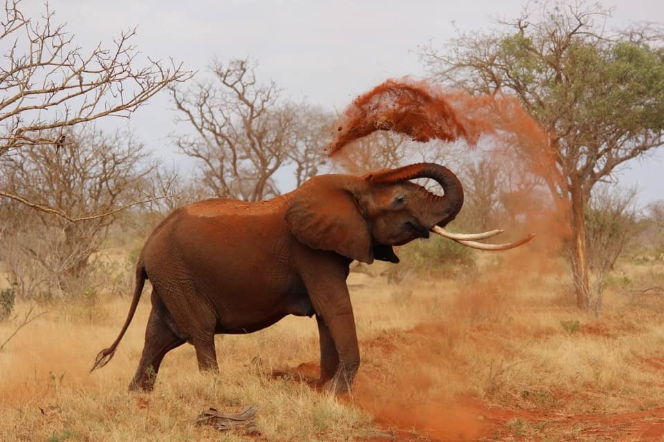 elephant throwing dirt