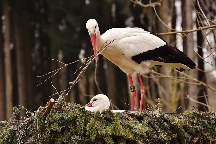 Nest building storks