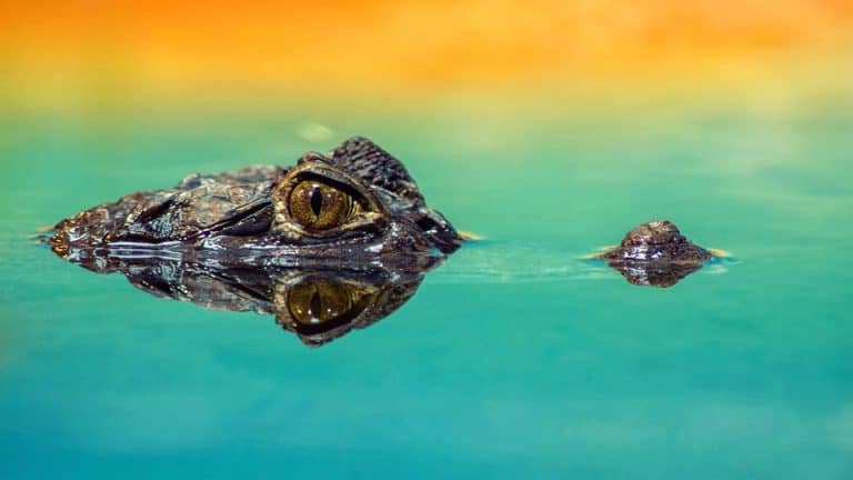 Explore the Best Lenses for Wildlife Photography